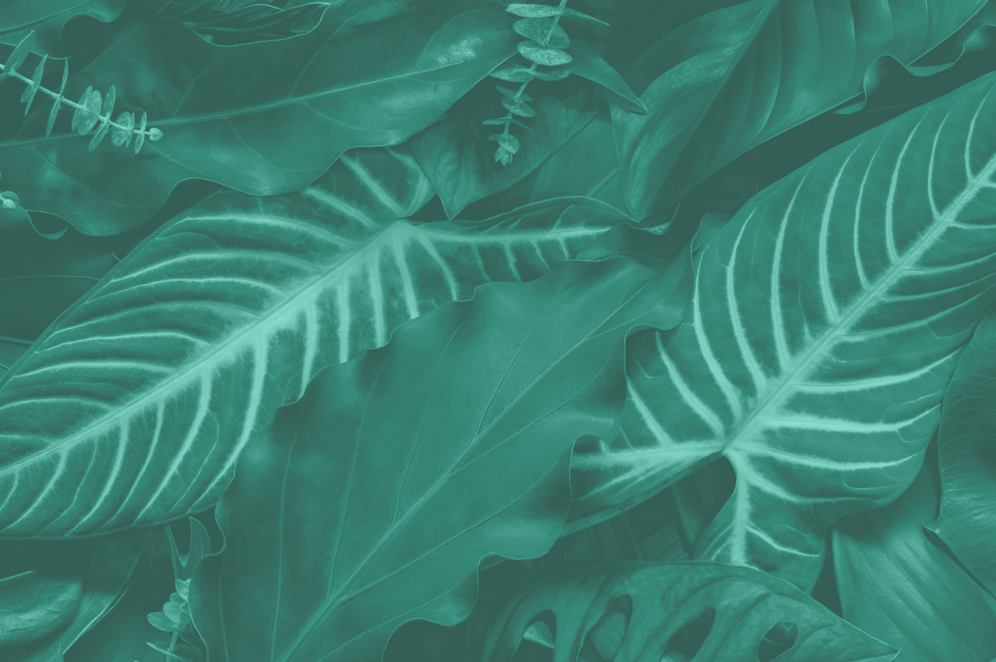 3262049 ESG Greenwashing Image 04